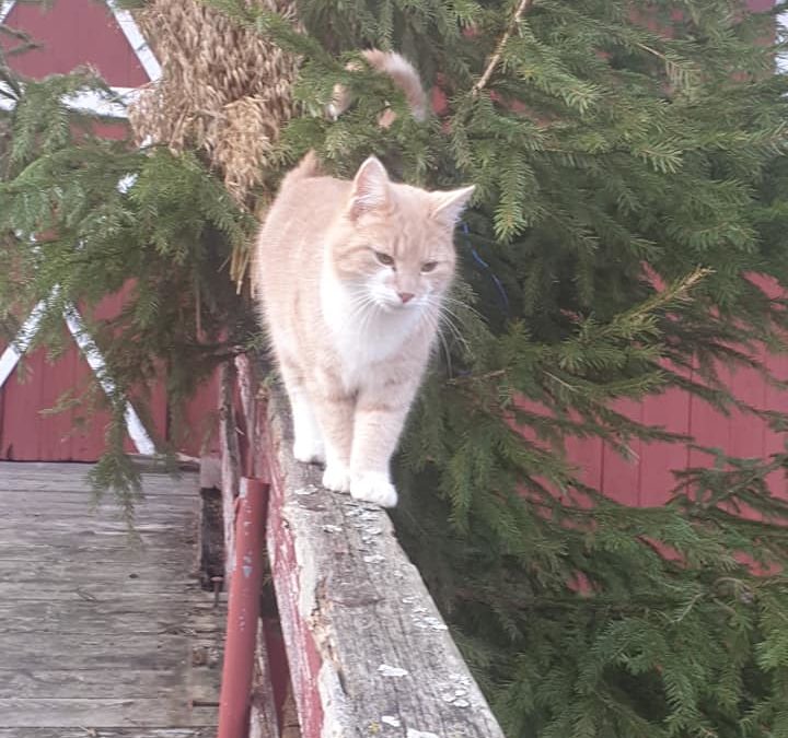 Pusen vår Billy