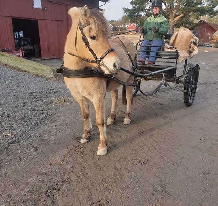 Fjordhesten Kosita